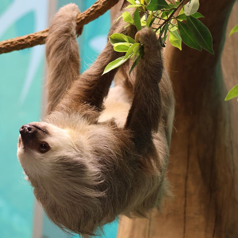 Orlando Science Center Earns Prestigious Accreditation for Animal Care