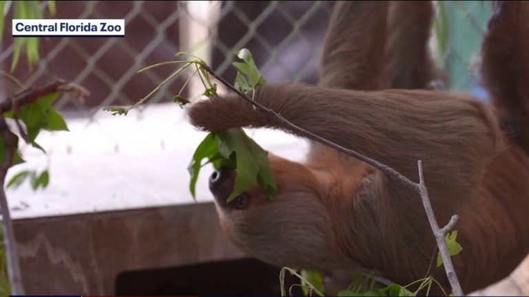Central Florida Zoo gets $10K grant for sloth rehabilitation efforts